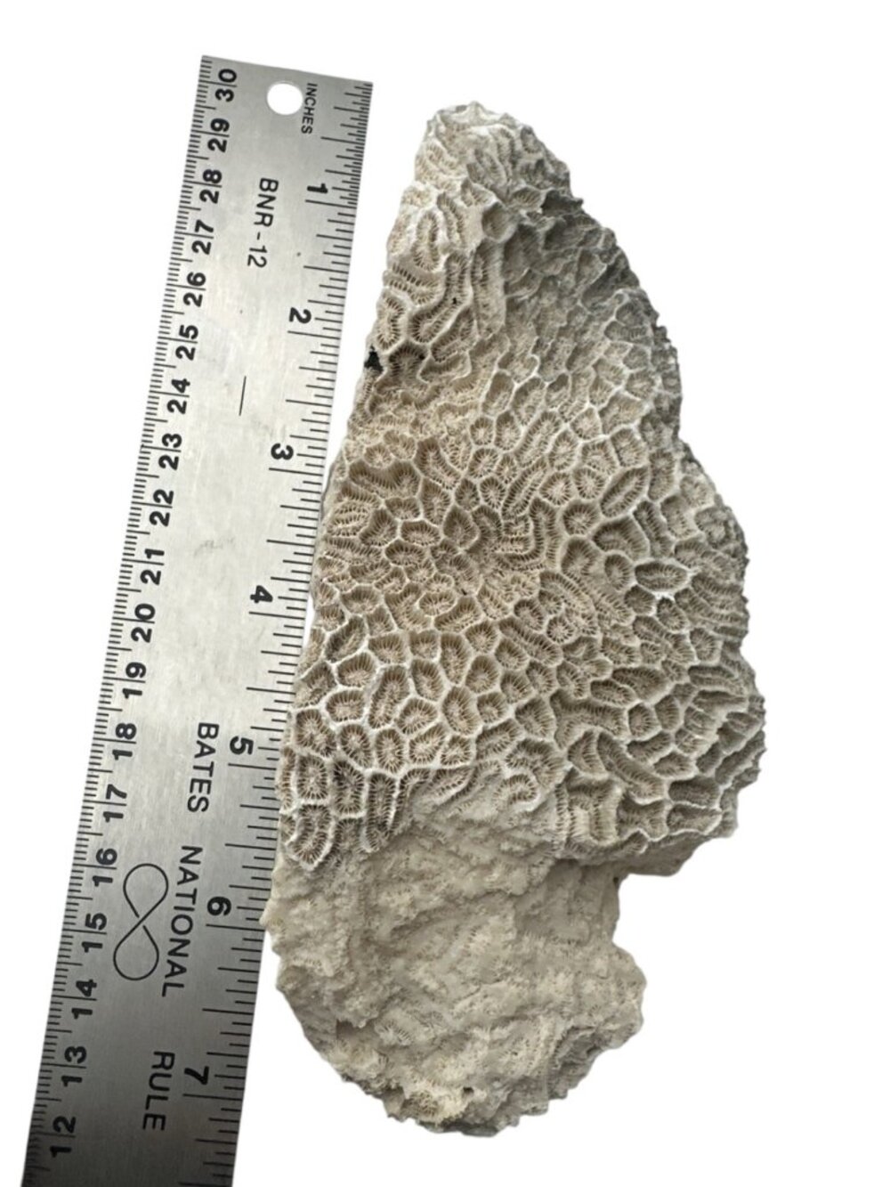 Estate Find! Vintage Natural Brain Coral Sea Coral 8” X 3.5”